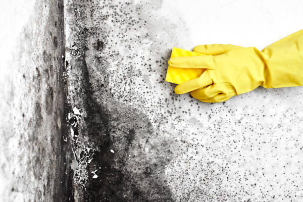 Reliable Pflugerville, TX Mold Prevention & Removal  Solutions